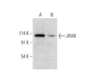 JRAB Antibody (G-10) - Western Blotting - Image 319541 
