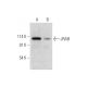 JRAB Antibody (G-10) - Western Blotting - Image 319541 