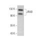 JRAB Antibody (G-10) - Western Blotting - Image 376239