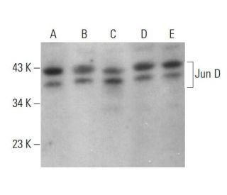 JunD Antibody (D-9) - Western Blotting - Image 377621 