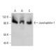 Junctophilin-1 Antibody (2E6) - Western Blotting - Image 384231 