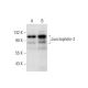 Junctophilin-2 Antibody (A-1) - Western Blotting - Image 303785 
