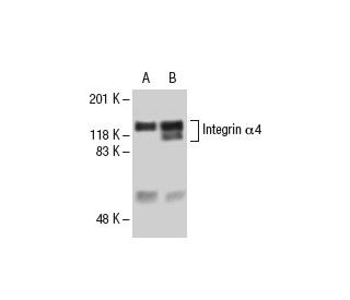 Jurkat + AP Cell Lysate: sc-24712. Western blot analysis of...