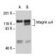 Jurkat + AP Cell Lysate: sc-24712. Western blot analysis of...