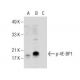 Western blot analysis of 4E-BP1 phosphorylation in untreated (A), calyculin A treated (B) and calyculin A and lambda prote 