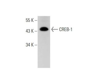 CREB1 Antibody (D-12) - Western Blotting - Image 294403 