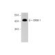 CREB1 Antibody (D-12) - Western Blotting - Image 294403 