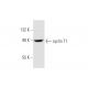 cyclin T1 Antibody (E-6) - Western Blotting - Image 294449