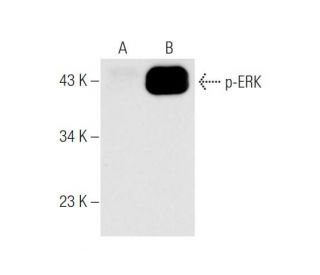 Jurkat + PMA Cell Lysate: sc-24718. Western blot analysis of... 