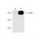 Jurkat + PMA Cell Lysate: sc-24718. Western blot analysis of... 