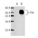 Jurkat + PMA nuclear extract: sc-2133. Western blot analysis of...