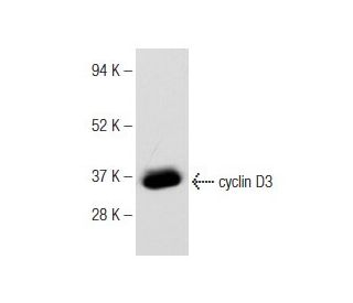 Jurkat + PMA nuclear extract: sc-2133. Western blot analysis of... 