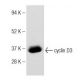Jurkat + PMA nuclear extract: sc-2133. Western blot analysis of... 
