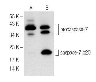 Jurkat + staurosporine Cell Lysate: sc-24719. Western blot analysis of... 