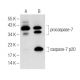 Jurkat + staurosporine Cell Lysate: sc-24719. Western blot analysis of... 