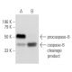 Jurkat + staurosporine Cell Lysate: sc-24719. Western blot analysis of...