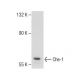 Che-1 Antibody (Y-25) - Western Blotting - Image 282658
