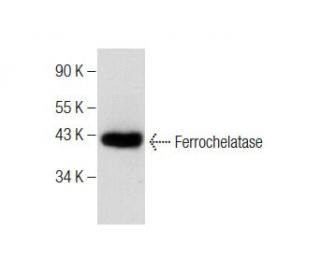Ferrochelatase Antibody (A-3) - Western Blotting - Image 284415 