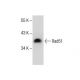 Rad51 Antibody (G-9) - Western Blotting - Image 285040