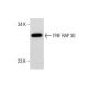 TFIIF RAP 30 Antibody (Y-21) - Western Blotting - Image 285987 