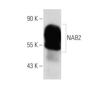 K-562 + PMA nuclear extract: sc-2131. Western blot analysis of...