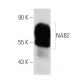 K-562 + PMA nuclear extract: sc-2131. Western blot analysis of...
