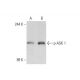 K-562 + TNF alpha Cell Lysate: sc-24723. Western blot analysis of...