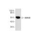 WDR49 Antibody (E-9) - Western Blotting - Image 287592