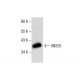 SNX20 Antibody (E-11) - Western Blotting - Image 287605 