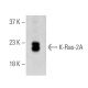 KRAS Antibody (B-12) - Western Blotting - Image 396548