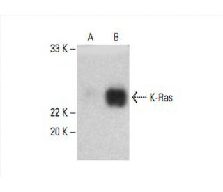 KRAS Antibody (3B10-2F2) - Western Blotting - Image 393014