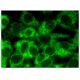 KAP3 Antibody (A-5) - Immunofluorescence - Image 282709 