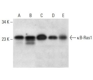 &kappa;B-Ras1 Antibody (C-7) - Western Blotting - Image 305702 