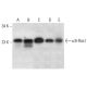 κB-Ras1 Antibody (C-7) - Western Blotting - Image 305702 