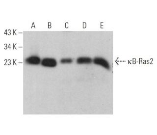 &kappa;B-Ras2 Antibody (C-11) - Western Blotting - Image 371975 