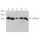 κB-Ras2 Antibody (C-11) - Western Blotting - Image 371975 