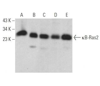 &kappa;B-Ras2 Antibody (F-12) - Western Blotting - Image 371974 
