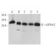 κB-Ras2 Antibody (F-12) - Western Blotting - Image 371974 