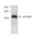 κB-Ras2 Antibody (F-12) - Western Blotting - Image 372043