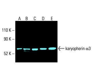 karyopherin α3 Antibody (B-1) - Western Blotting - Image 404710