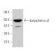karyopherin α2 Antibody (8G5) - Western Blotting - Image 375055 