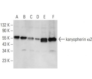 karyopherin &alpha;2 Antibody (G-11) - Western Blotting - Image 14771 