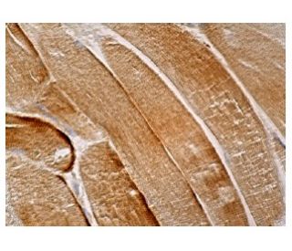 KAT I Antibody (B-8) - Immunohistochemistry - Image 160996 