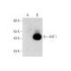 KAT I Antibody (B-8) - Western Blotting - Image 135976