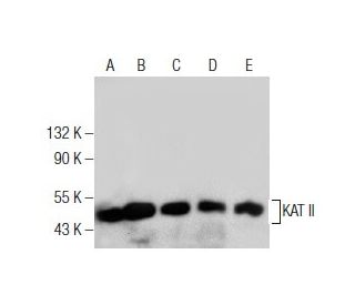KAT II Antibody (G-4) - Western Blotting - Image 281850 