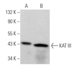 KAT III Antibody (A-7) - Western Blotting - Image 370838 