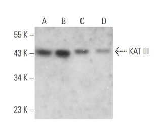 KAT III Antibody (A-9) - Western Blotting - Image 372479 