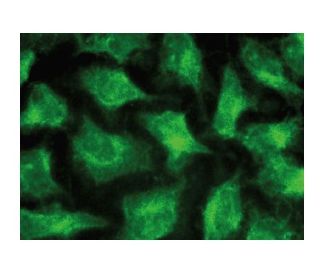Katanin p60 AL1 Antibody (A-10) - Immunofluorescence - Image 149295 