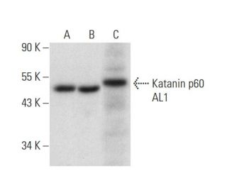 Katanin p60 AL1 Antibody (E-5) - Western Blotting - Image 308456