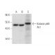 Katanin p60 AL1 Antibody (E-5) - Western Blotting - Image 308456